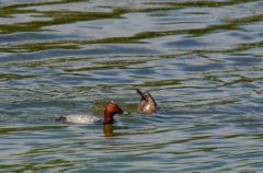 Fuligule milouin - Aythya ferina<br>Common Pochard<br>Région parisienne