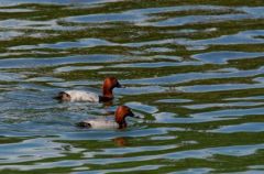 Fuligule milouin ♂ - Aythya ferina<br>Common Pochard<br>Région parisienne