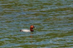 Fuligule milouin ♂ - Aythya ferina<br>Common Pochard<br>Région parisienne