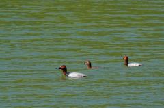 Fuligule milouin - Aythya ferina<br>Common Pochard<br>Région parisienne