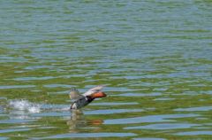 Fuligule milouin ♂ - Aythya ferina<br>Common Pochard<br>Région parisienne