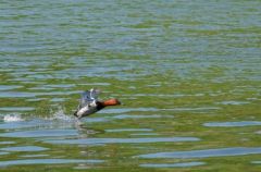 Fuligule milouin ♂ - Aythya ferina<br>Common Pochard<br>Région parisienne