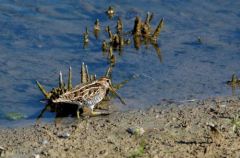 Bécassine des marais - Gallinago gallinago<b>Common Snipe<br>Région parisienne