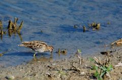 Bécassine des marais - Gallinago gallinago<b>Common Snipe<br>Région parisienne