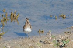 Bécassine des marais - Gallinago gallinago<b>Common Snipe<br>Région parisienne