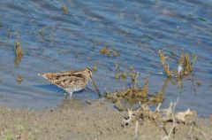 Bécassine des marais - Gallinago gallinago<b>Common Snipe<br>Région parisienne