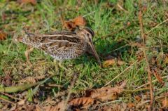 Bécassine des marais - Gallinago gallinago<b>Common Snipe<br>Région parisienne