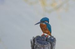 Martin pêcheur d’Europe - Alcedo atthis<br>Common Kingfisher<br>Région parisienne