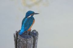 Martin pêcheur d’Europe - Alcedo atthis<br>Common Kingfisher<br>Région parisienne