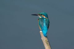 Martin pêcheur d’Europe - Alcedo atthis<br>Common Kingfisher<br>Région parisienne