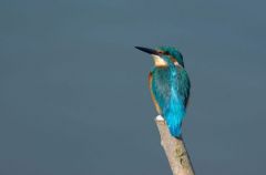 Martin pêcheur d’Europe - Alcedo atthis<br>Common Kingfisher<br>Région parisienne