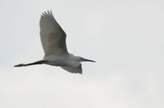 Aigrette Garzette - Egretta garzetta - Little Egret<br>Vendée