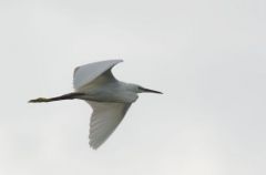 Aigrette Garzette - Egretta garzetta - Little Egret<br>Vendée