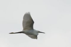 Aigrette Garzette - Egretta garzetta - Little Egret<br>Vendée