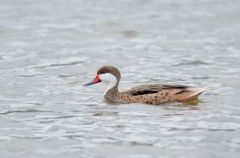 Canard des Bahamas - Anas bahamensis - White-cheeked Pintail<br>Saint-Martin