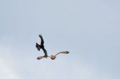 Avian Mobbing : Corneilles noires et buse variable