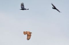 Avian Mobbing : Corneilles noires et buse variable