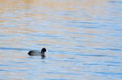 Le plongeon du foulque macroule<br>Fulica atra - Eurasian Coot<br>Région parisienne