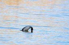 Le plongeon du foulque macroule<br>Fulica atra - Eurasian Coot<br>Région parisienne