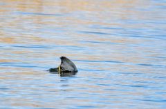 Le plongeon du foulque macroule<br>Fulica atra - Eurasian Coot<br>Région parisienne