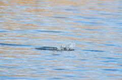 Le plongeon du foulque macroule<br>Fulica atra - Eurasian Coot<br>Région parisienne