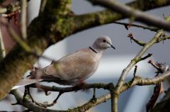 Tourterelle turque<br>Streptopelia decaocto - Eurasian Collared Dove<br>Région parisienne