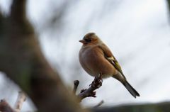 Pinson des arbres<br>Fringilla coelebs - Common Chaffinch<br>Région parisienne