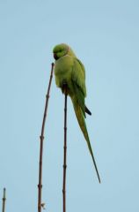 La perruche à collier<br>Psittacula krameri - Rose-ringed Parakeet<br>Région parisienne