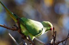 La perruche à collier<br>Psittacula krameri - Rose-ringed Parakeet<br>Région parisienne