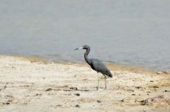 Aigrette bleue - Egretta caerulea - Little Blue Heron<br>Saint-Martin</i>