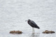 Aigrette bleue - Egretta caerulea - Little Blue Heron<br>Saint-Martin</i>