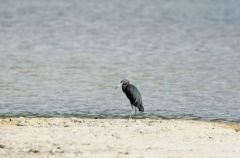 Aigrette bleue immature - Egretta caerulea - Little Blue Heron<br>Saint-Martin</i>