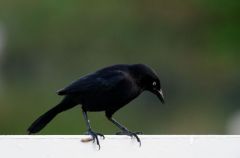 Quiscale noir ♂ - Quiscalus niger - Greater Antillean Grackle<br>Saint-Martin