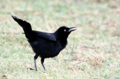 Quiscale noir ♂ - Quiscalus niger - Greater Antillean Grackle<br>Saint-Martin