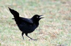 Quiscale noir ♂ - Quiscalus niger - Greater Antillean Grackle<br>Saint-Martin