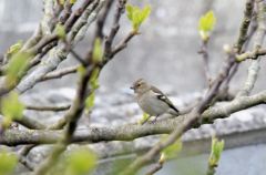 Pinson des arbres ♀ - Fringilla coelebs - Common Chaffinch<br>Vendée