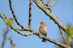 Pinson des arbres ♂ - Fringilla coelebs - Common Chaffinch<br>Vendée