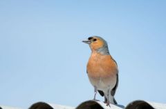 Pinson des arbres ♂ - Fringilla coelebs - Common Chaffinch<br>Vendée