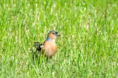 Pinson des arbres ♂ - Fringilla coelebs - Common Chaffinch<br>Vendée