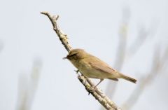 Pouillot véloce - Phylloscopus collybita - Common Chiffchaff<br>Vendée