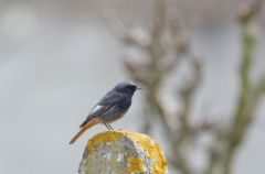 Rougequeue noir - Phoenicurus ochruros - Black Redstart<br>Vendée