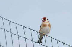 Chardonneret élégant - Carduelis carduelis - European Goldfinch<br>Vendée