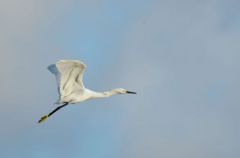 Aigrette Neigeuse - Egretta thula - Snowy Egret<br>Saint-Martin