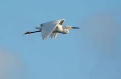 Aigrette Neigeuse - Egretta thula - Snowy Egret<br>Saint-Martin