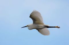 Aigrette Neigeuse - Egretta thula - Snowy Egret<br>Saint-Martin