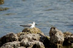 Becasseau sanderling - Calidris alba - Sanderling<br>Saint-Martin