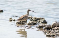 Courlis corlieu - Numenius phaeopus - Whimbrel<br>Saint-Martin