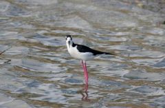 Échasse d’Amérique - Himantopus mexicanus - Black-necked Stilt<br>Saint-Martin