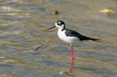 Échasse d’Amérique - Himantopus mexicanus - Black-necked Stilt<br>Saint-Martin