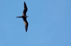 Frégate superbe ♂ - Fregata magnificens - Magnificent Frigatebird<br>Saint-Martin